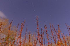 诗意中国丨霭霭花出雾，辉辉星映川（4）#
