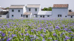 浙江宁波：“花海经济”引客来