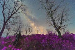 诗意中国丨霭霭花出雾，辉辉星映川（17）#