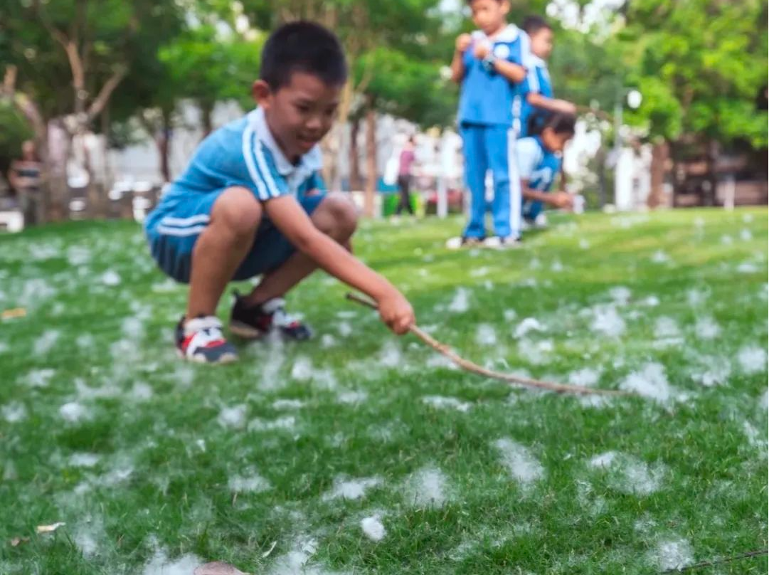 Hold住！深圳五月“限定雪景”刷屏？别慌，是老朋友“白绒绒”驾到！ 