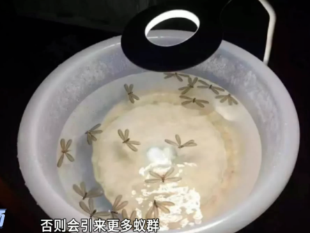 近期大水蚁成群出现，广东人赶紧关窗！专家提醒→ 