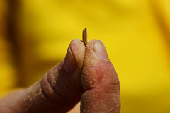 （外代一线）（1）泰国举行春耕播种仪式