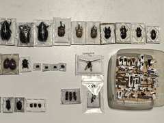 携带昆虫标本入境被查获 海关提示这种行为违反规定