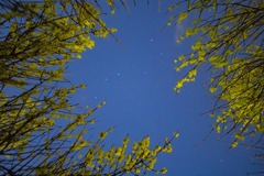 诗意中国丨霭霭花出雾，辉辉星映川（8）#