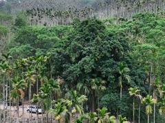 海南保亭：撑起古树名木“保护伞” 守住绿色“活化石”