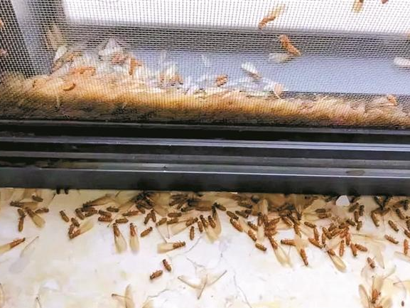 广东多地出现“大水蚁”！雨后闷热白蚁扎堆，如何防治？