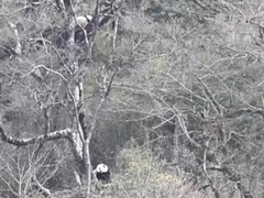 唐家河首次记录到三只野生大熊猫同框画面