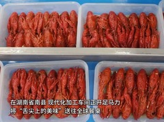 湖南南县：龙虾加工忙