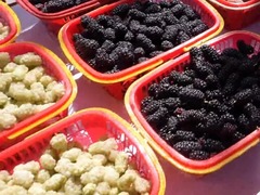 新疆吐鲁番：桑葚熟了 甜蜜之旅开启