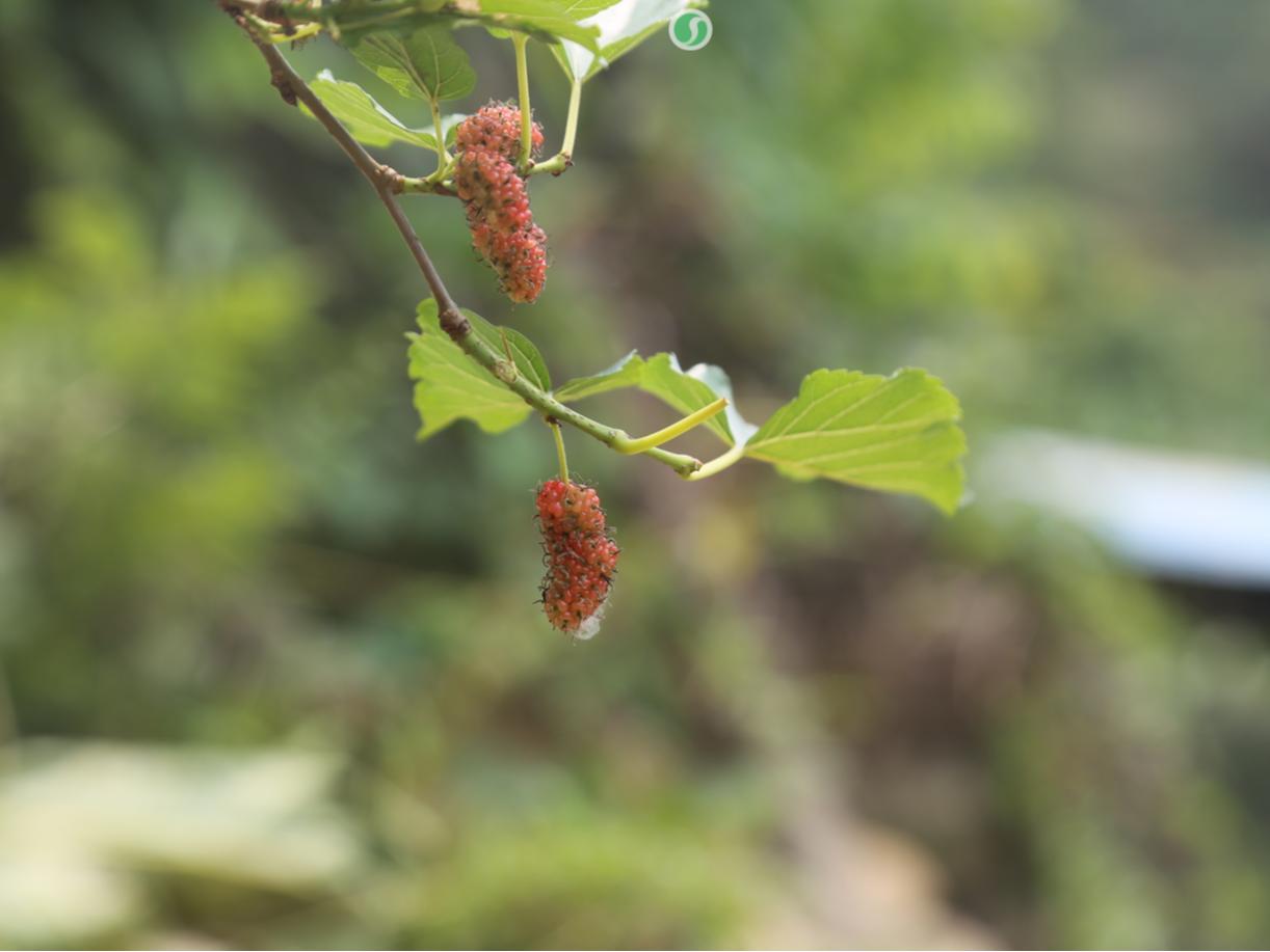散文 | 道任记忆