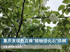 重庆丰都发现数百株“植物活化石”珙桐