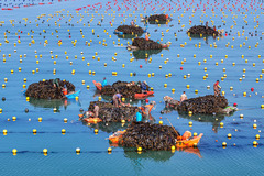 山东荣成：海带丰收满船舱（2）#