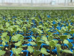 宁夏固原：专业化育苗助推冷凉蔬菜产业提质增效