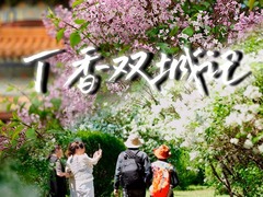 文旅新探|丁香双城记——哈尔滨与西宁的浪漫“香”遇