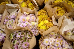 （外代二线）（5）悉尼：母亲节前鲜花畅销