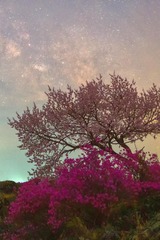 诗意中国丨霭霭花出雾，辉辉星映川（12）#