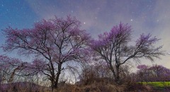 诗意中国丨霭霭花出雾，辉辉星映川（3）#