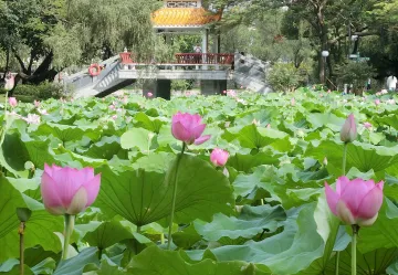 一条景观跑道串起两大公园！罗湖区问需于民提品质，扮靓城市新空间