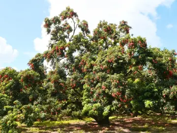 环西丽湖绿道甜蜜季，南山区公园管理中心这份安全提示请收好