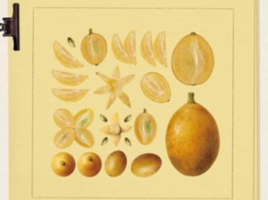 供应链赋能！新茶饮带动黄皮等地域性水果走向全国