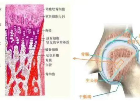 品质服务｜现在小孩为啥窜天高？关键不在年龄在骨龄！ 