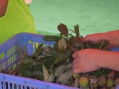 次日鲜达国外 荔枝开启“极速出海”模式