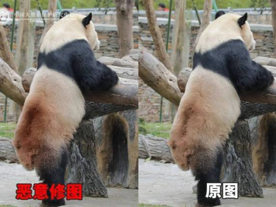 大熊猫身上出现“血洞”？熊猫中心发长文科普