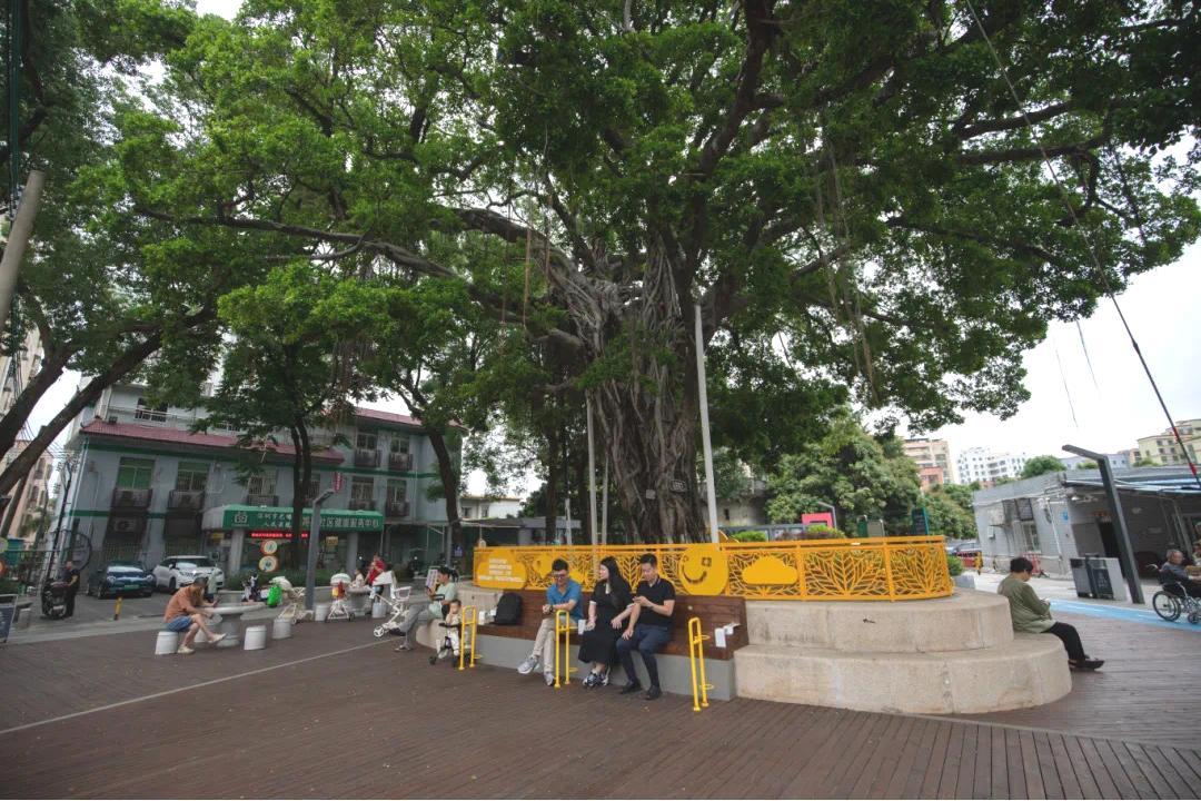 深圳首个！古树保护与社区治理融合微改造项目在光明启用