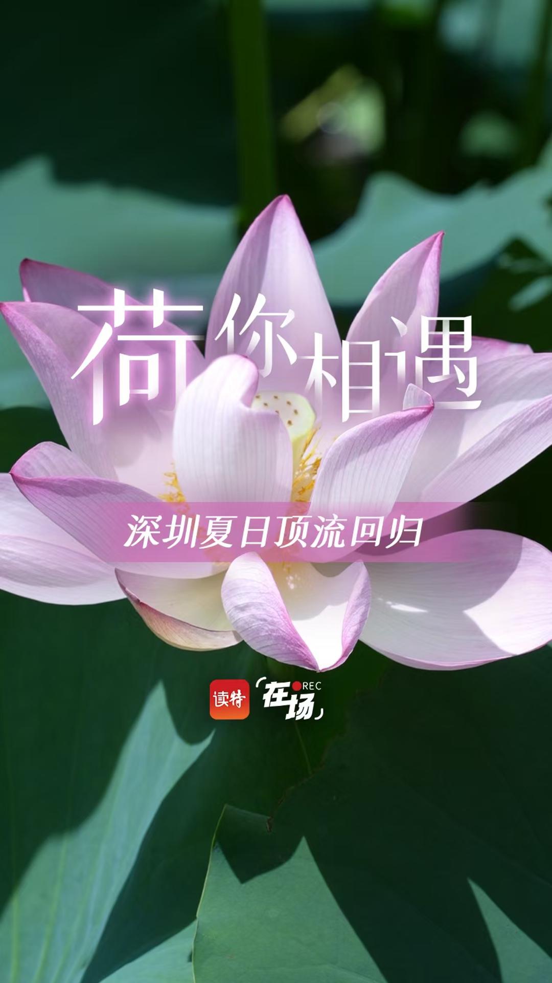 “荷”你相遇，深圳夏日顶流回归！