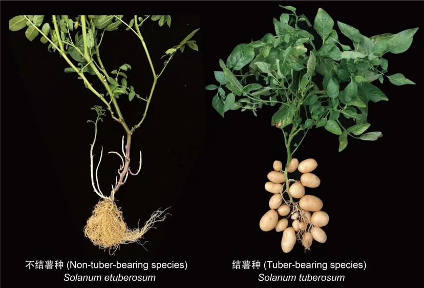 中国农科院黄三文团队“优薯计划”又有重大突破！相关研究成果登上《细胞（cell）》