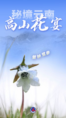 （图表 海报）美丽中国丨秘境云南，高山花宴（4）