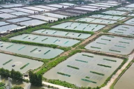 从“各排各水”到“统一净化”，三角镇6000余亩鱼塘焕新颜