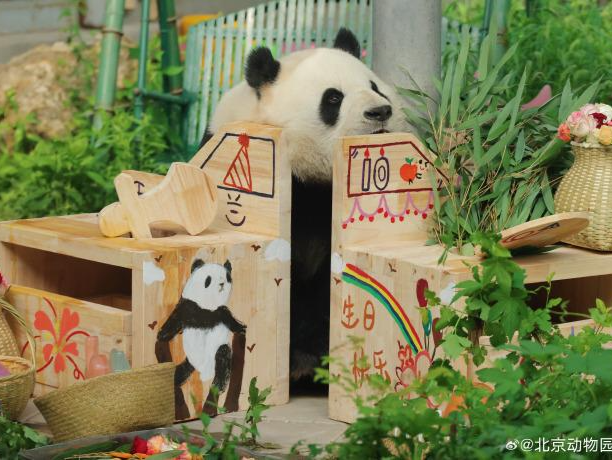 萌兰、花花、和叶，生日快乐！熊猫顶流邀请你一起庆生 