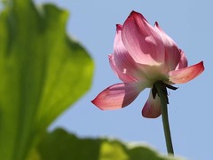 江苏金湖：荷花竞放 诗意盛夏