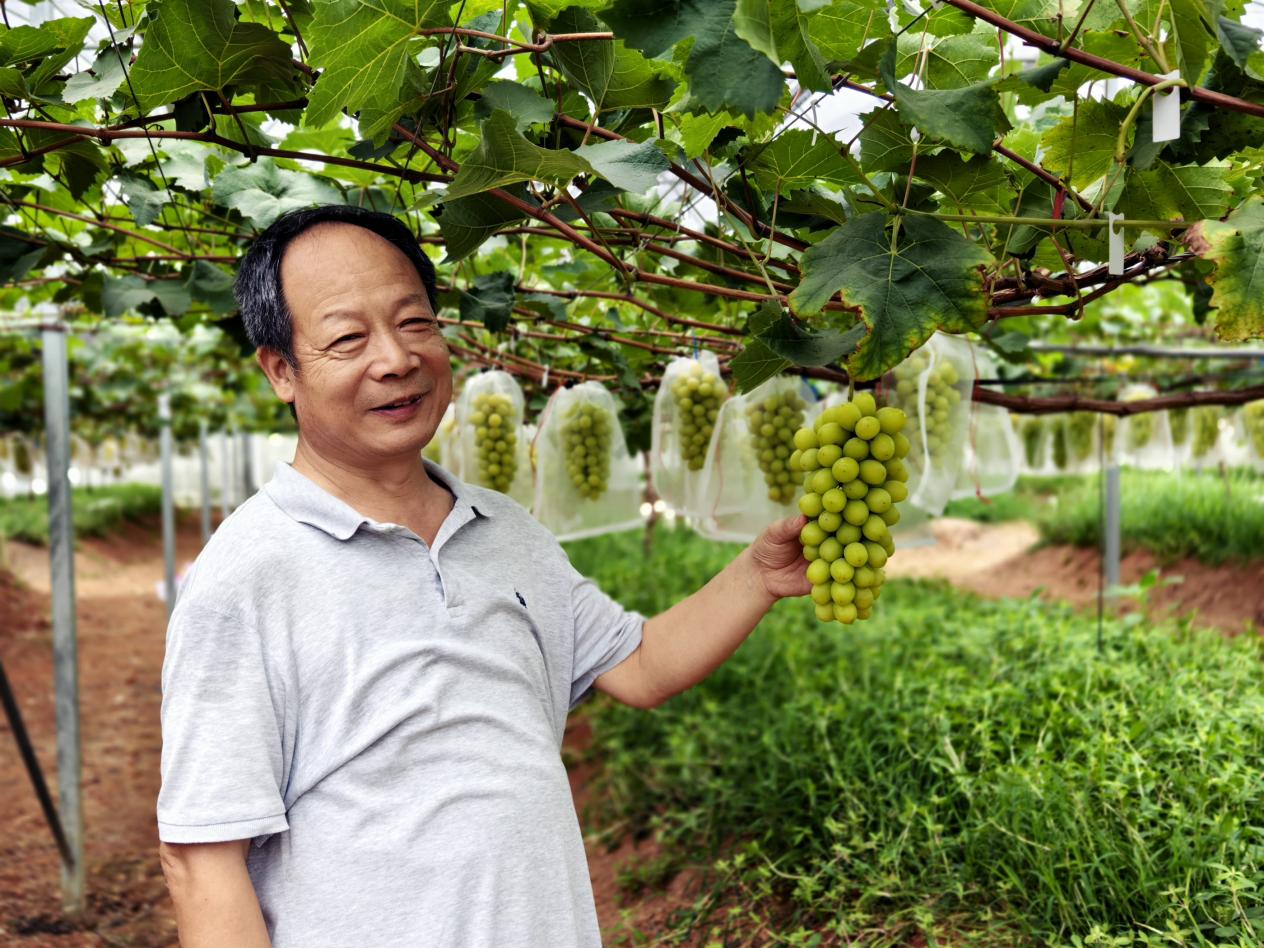 低效荒地里种出高品质农产品，汕头河溪镇华阳葡萄园开园迎丰收