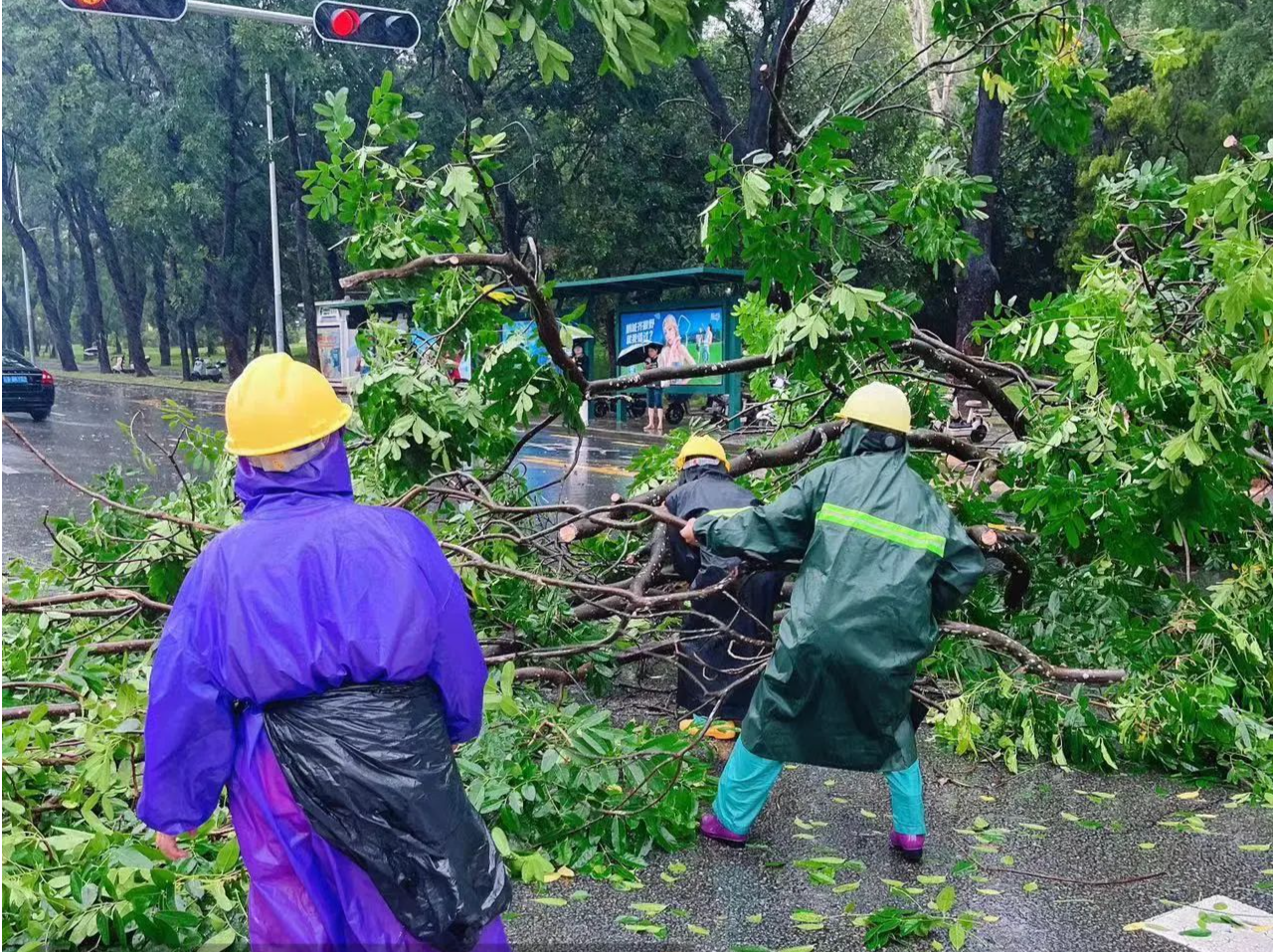台风“韦帕”来袭，多树被强风吹倒！深圳街头闪现“小黄人”“小绿人”“小橙人”……