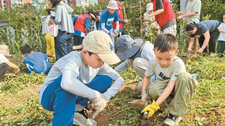 润城社区：孩子走进田间 体验收获乐趣