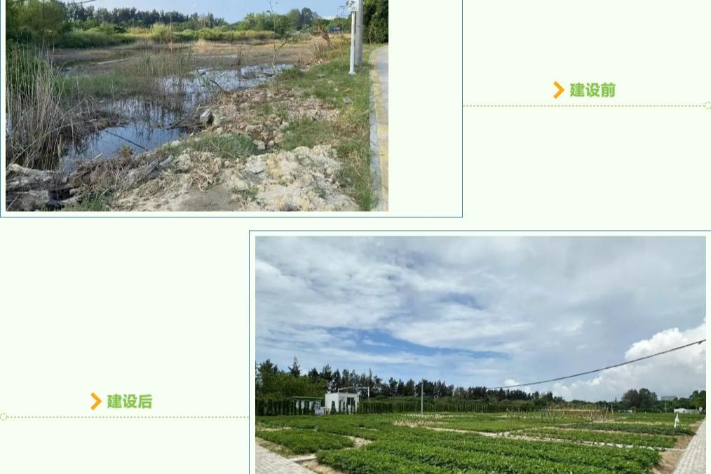 鲘门红泉村巧变“共享菜园”