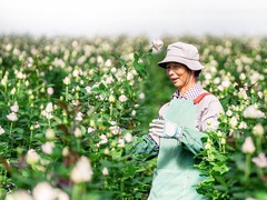 习近平总书记关切事｜幸福生活像花儿一样——把地方特色产业做优做强之二