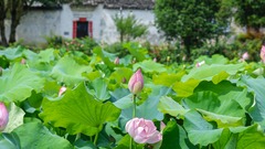西递古村荷花开