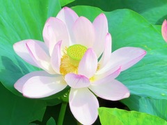 秀我中国｜哈尔滨：荷花盛开引客来