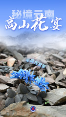 （图表 海报）美丽中国丨秘境云南，高山花宴（7）