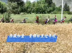 西藏加查：青稞田里迎丰收