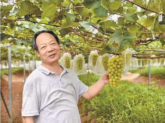 “深圳农场”在荒地里种出高品质葡萄，深圳企业助汕头华东村集体村民齐增收