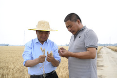 楝树下守望丰收——记安徽太和县现代农业科技试验示范基地党支部书记徐淙祥（3）