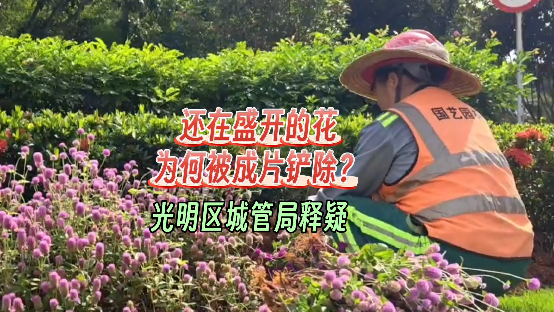 晶视频｜还在盛开的花 为何被成片铲除？ 光明区城管局释疑