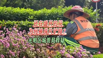 晶视频｜还在盛开的花 为何被成片铲除？ 光明区城管局释疑