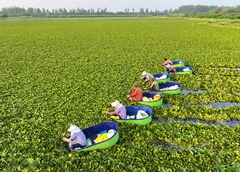 夏日采菱忙（2）#