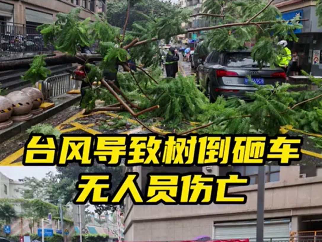 晶视频丨台风导致树倒砸车，无人员伤亡