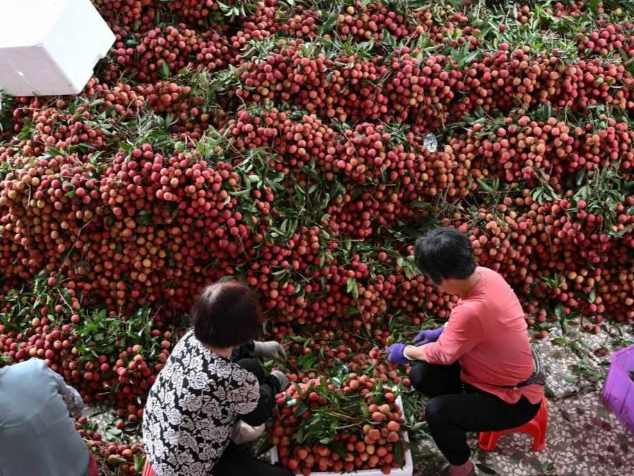 荔枝壳煮水去火，真能行？